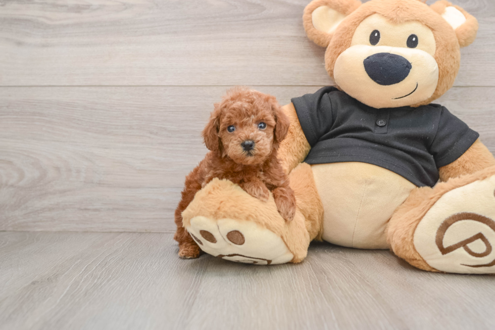 Hypoallergenic Poodle Baby