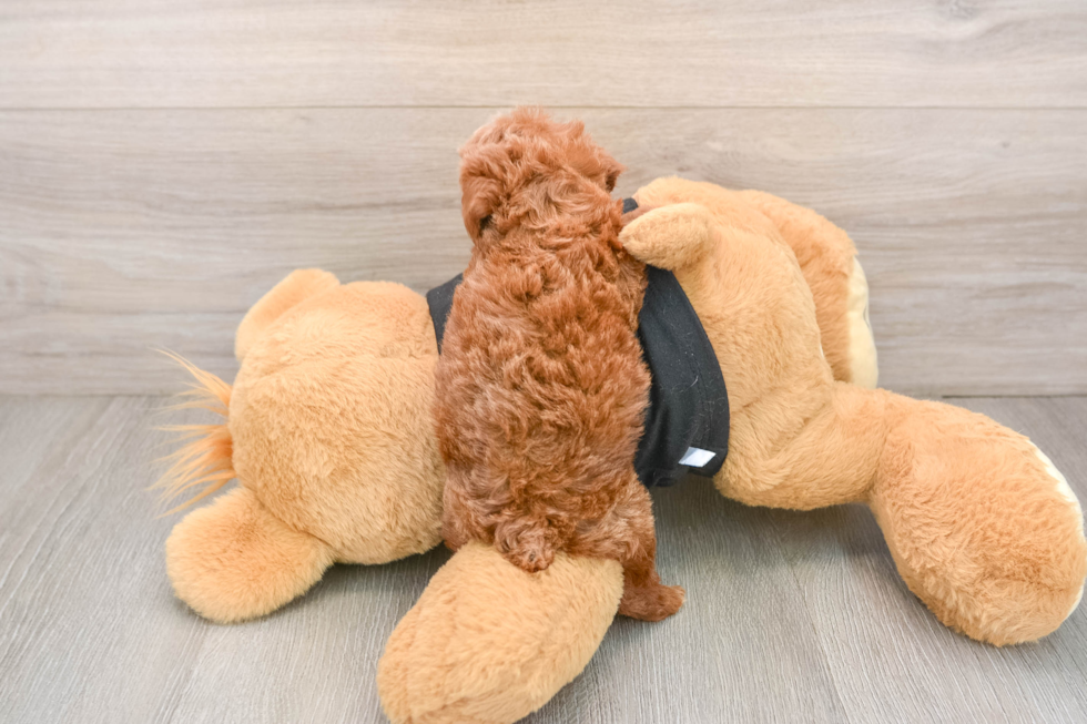 Akc Registered Poodle Purebred Pup