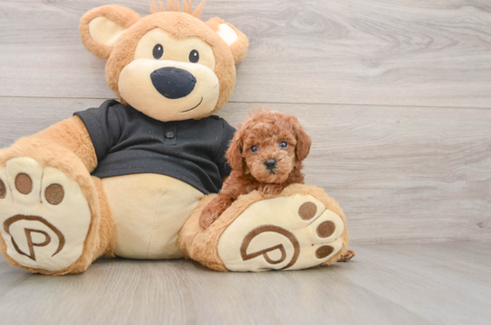 Smart Pudel Purebred Puppy