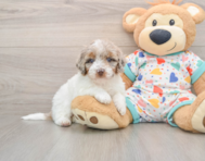5 week old Poodle Puppy For Sale - Florida Fur Babies