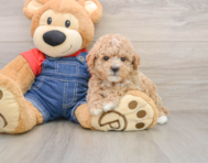 7 week old Poodle Puppy For Sale - Florida Fur Babies