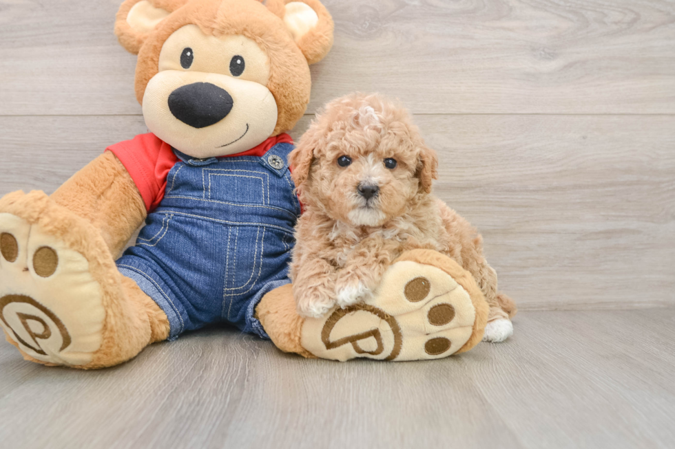 Fluffy Pudle Purebred Puppy