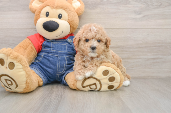 Fluffy Pudle Purebred Puppy