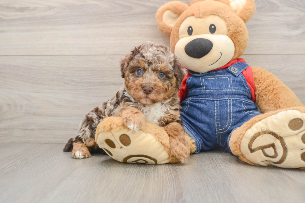 Fluffy Toy Poodle Purebred Puppy
