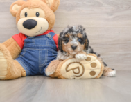 8 week old Poodle Puppy For Sale - Florida Fur Babies
