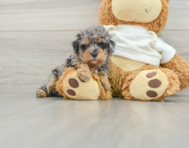 8 week old Poodle Puppy For Sale - Florida Fur Babies