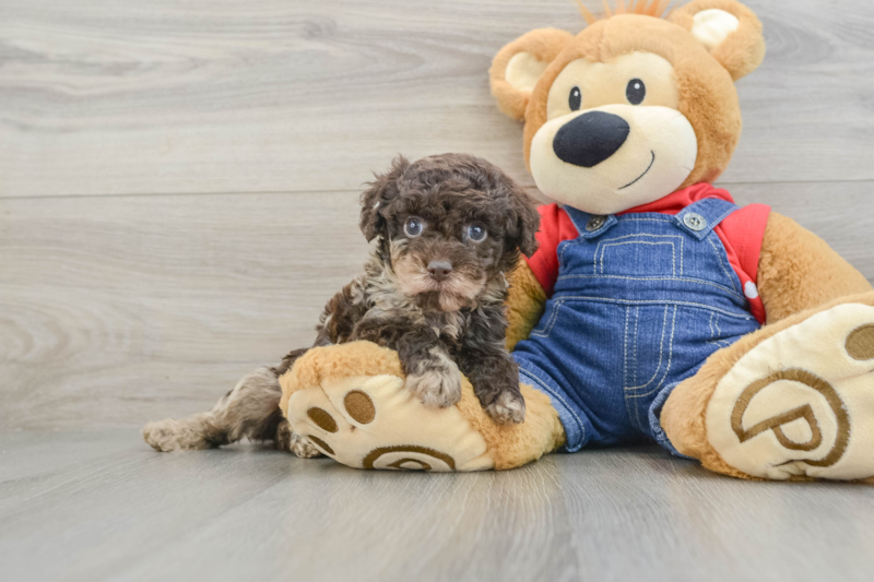 Meet Naveen - our Poodle Puppy Photo 1/3 - Florida Fur Babies
