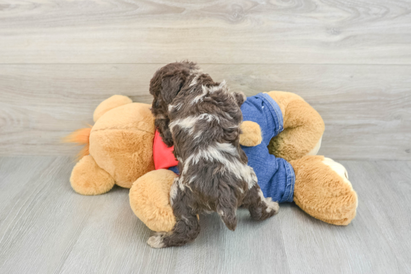 Meet Naveen - our Poodle Puppy Photo 2/3 - Florida Fur Babies