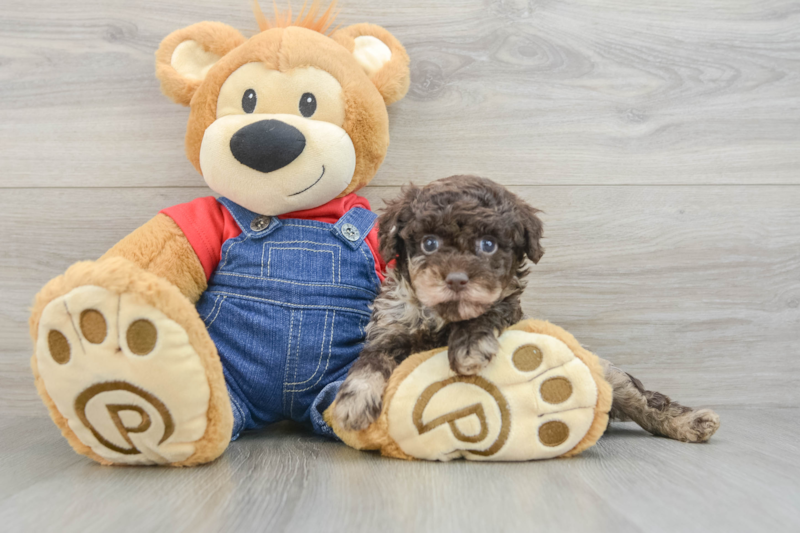 Meet Naveen - our Poodle Puppy Photo 3/3 - Florida Fur Babies