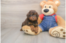 Poodle Puppy for Adoption