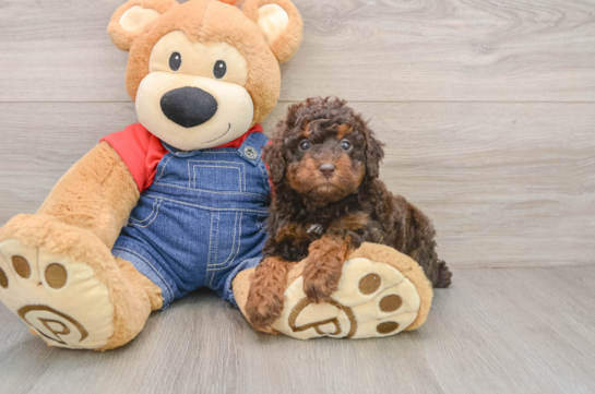 Poodle Puppy for Adoption