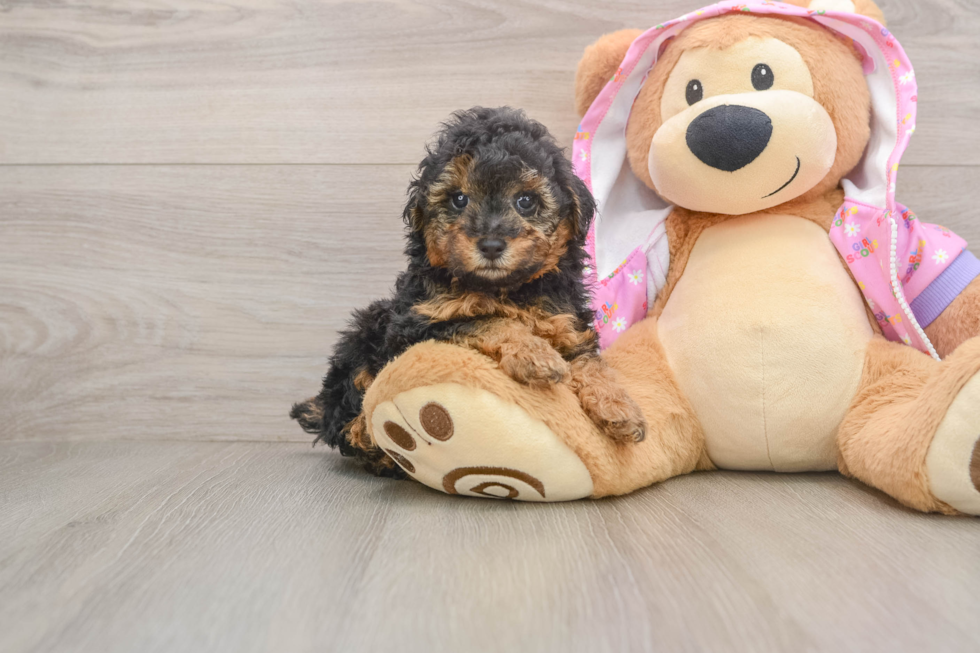 Poodle Puppy for Adoption