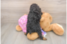 Poodle Puppy for Adoption