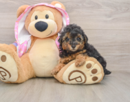 9 week old Poodle Puppy For Sale - Florida Fur Babies