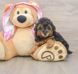 6 week old Poodle Puppy For Sale - Florida Fur Babies
