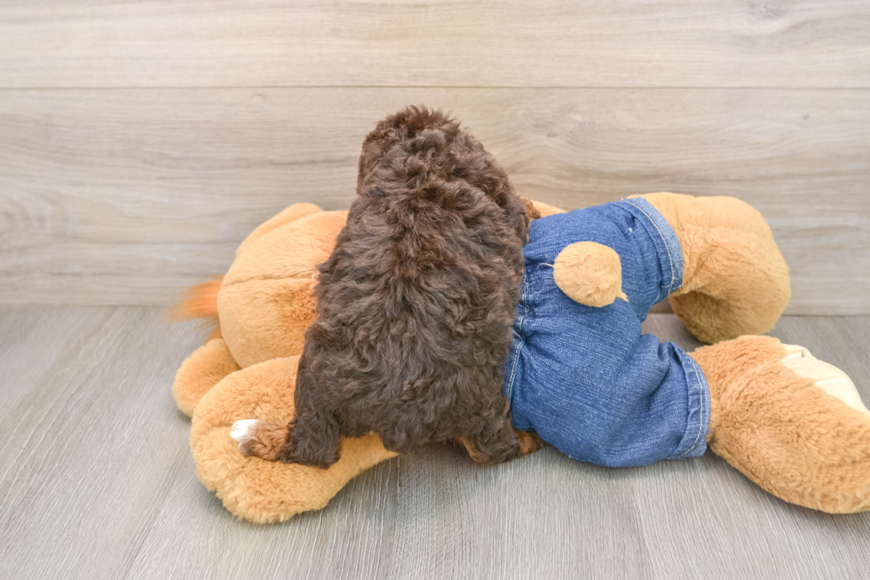 Playful Poodle Purebred Pup