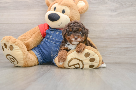 Poodle Puppy for Adoption