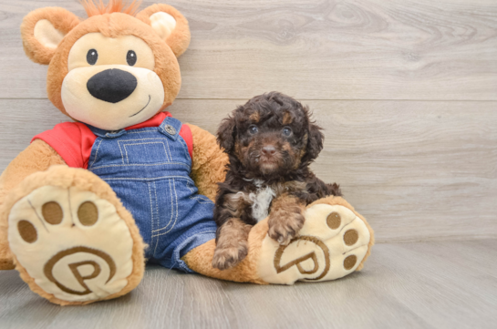 Funny Poodle Purebred Pup