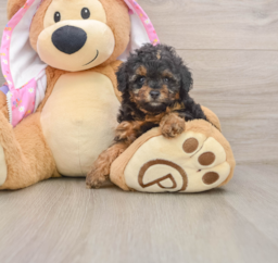 6 week old Poodle Puppy For Sale - Florida Fur Babies
