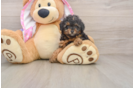Little Poodle Purebred Pup