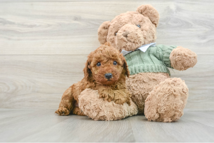 Best Poodle Baby