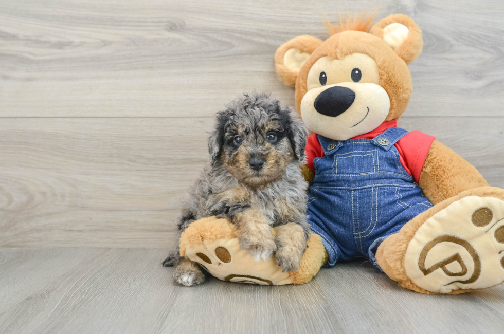 6 week old Poodle Puppy For Sale - Florida Fur Babies