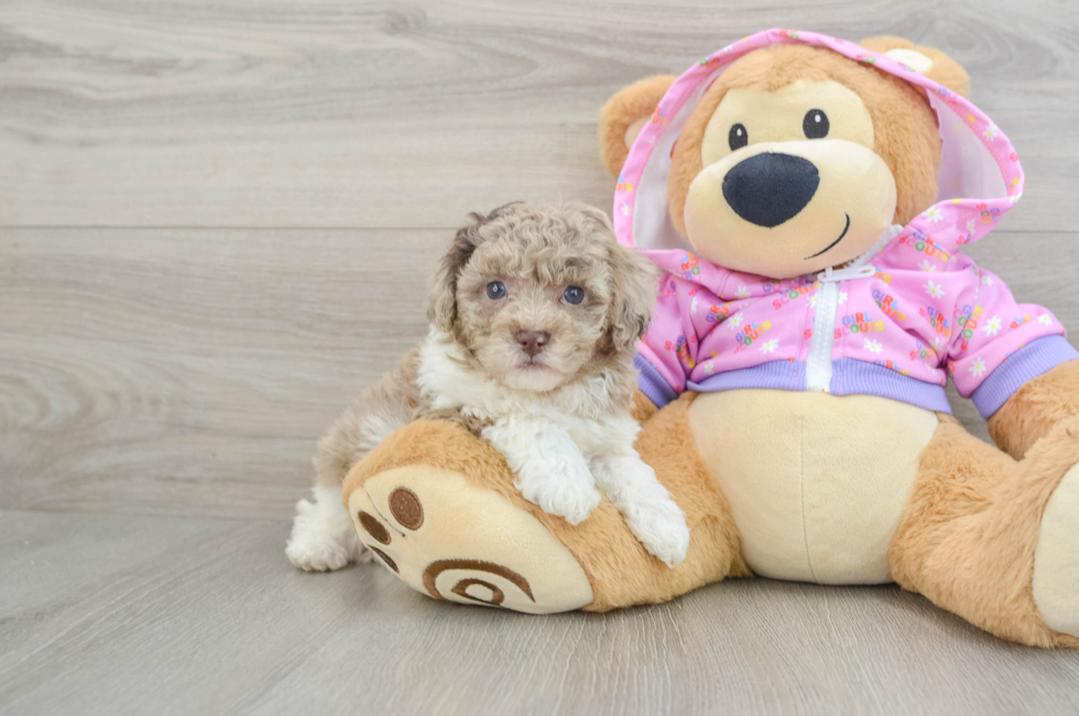 7 week old Poodle Puppy For Sale - Florida Fur Babies