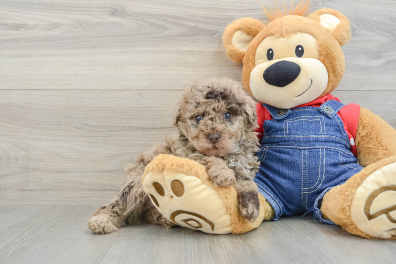 Meet Negan - our Poodle Puppy Photo 1/3 - Florida Fur Babies