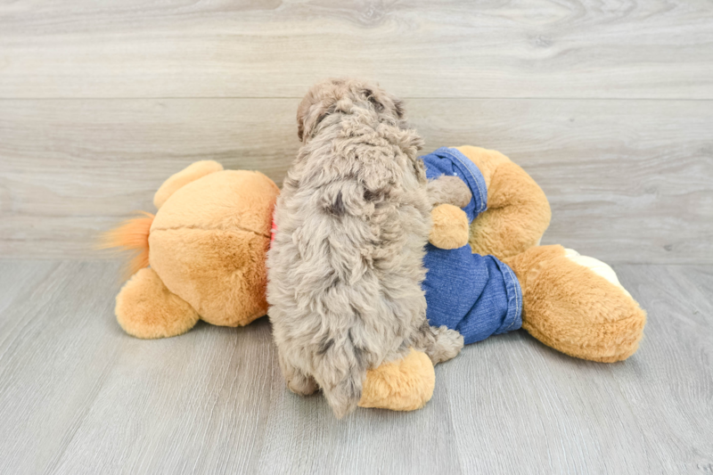 Meet Negan - our Poodle Puppy Photo 2/3 - Florida Fur Babies