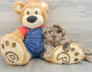 8 week old Poodle Puppy For Sale - Florida Fur Babies