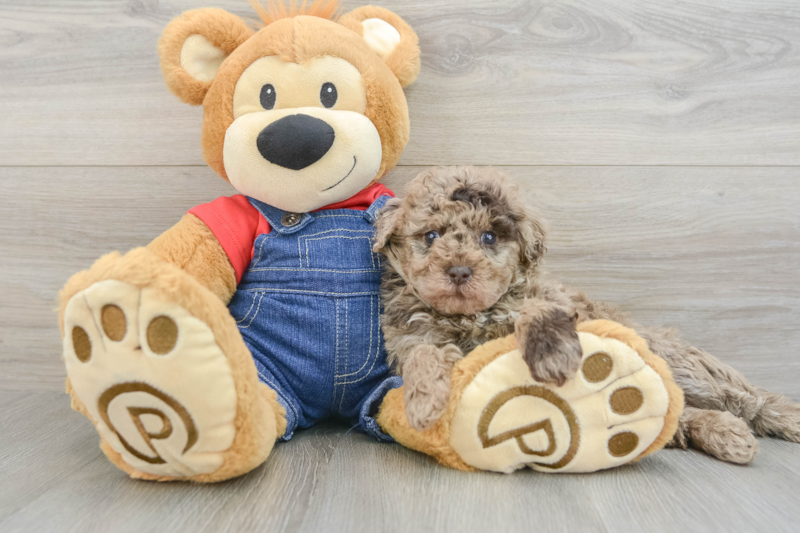 Meet Negan - our Poodle Puppy Photo 3/3 - Florida Fur Babies