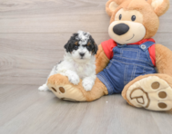 6 week old Poodle Puppy For Sale - Florida Fur Babies