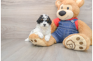 Smart Caniche Purebred Puppy