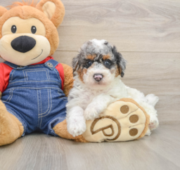8 week old Poodle Puppy For Sale - Florida Fur Babies