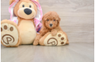 Friendly Poodle Baby