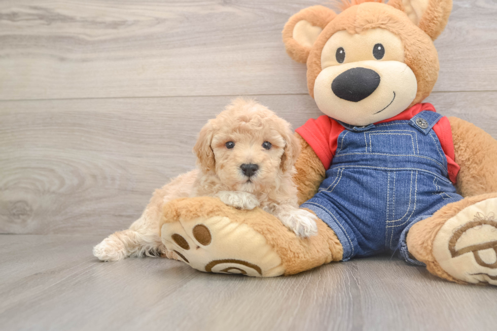 Fluffy Pudel Purebred Puppy