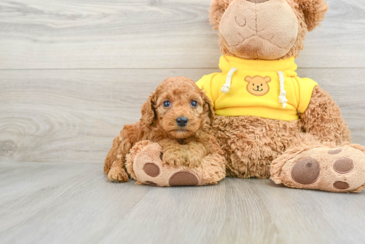 Friendly Poodle Purebred Pup