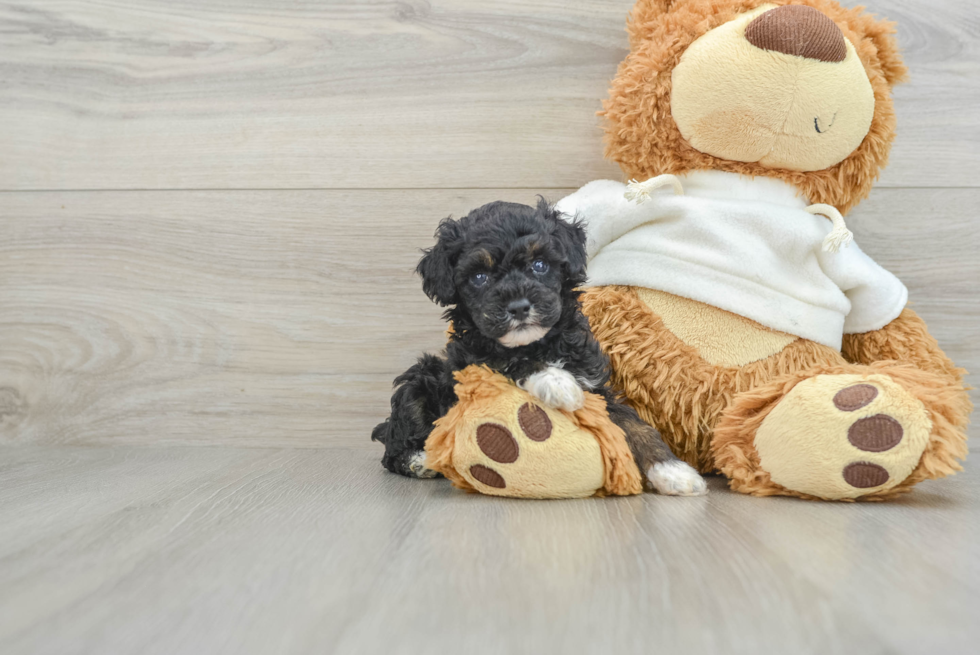 Friendly Poodle Baby