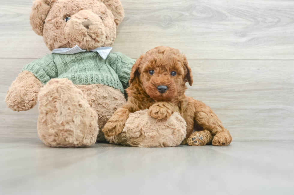 6 week old Poodle Puppy For Sale - Florida Fur Babies