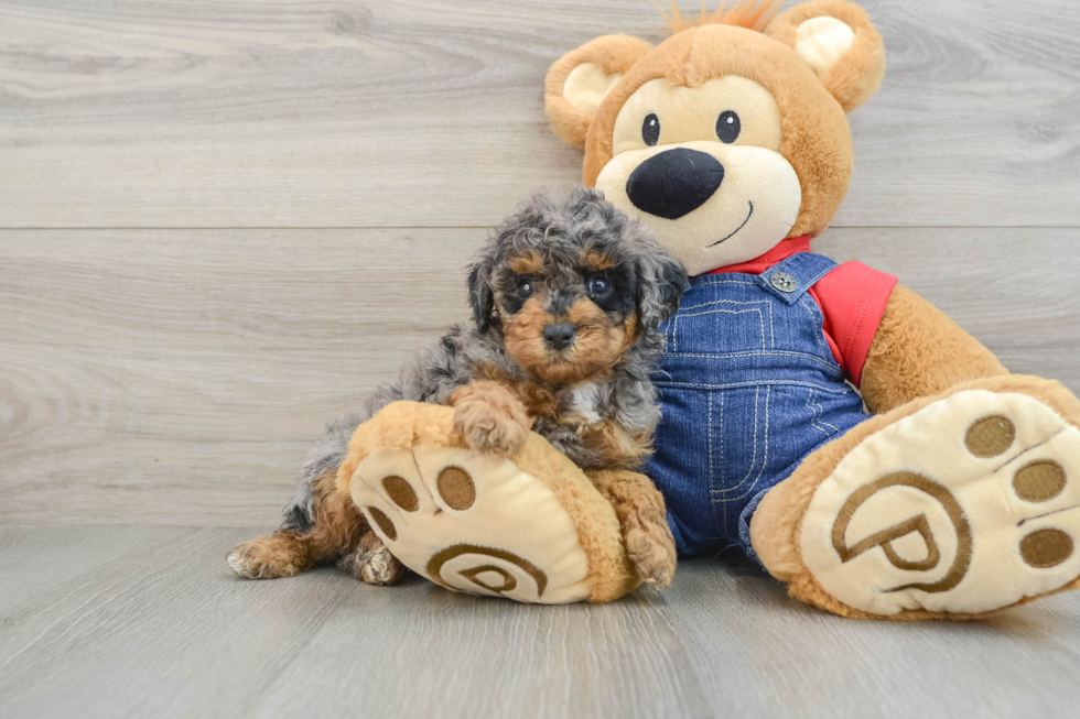 Popular Poodle Purebred Pup