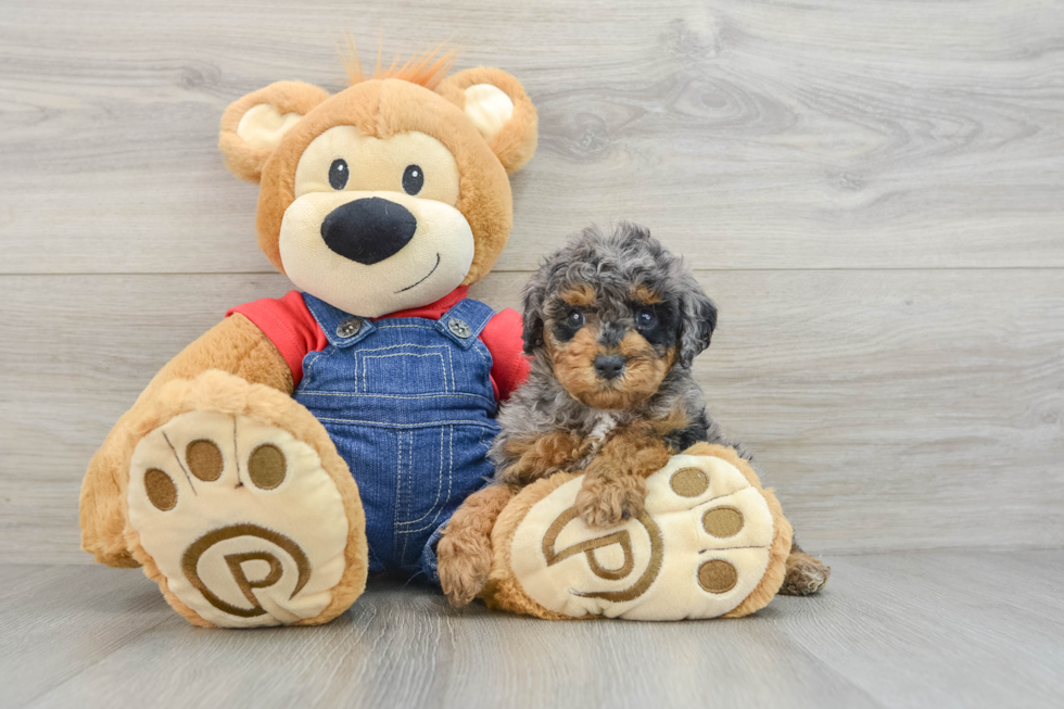 Playful Poodle Baby