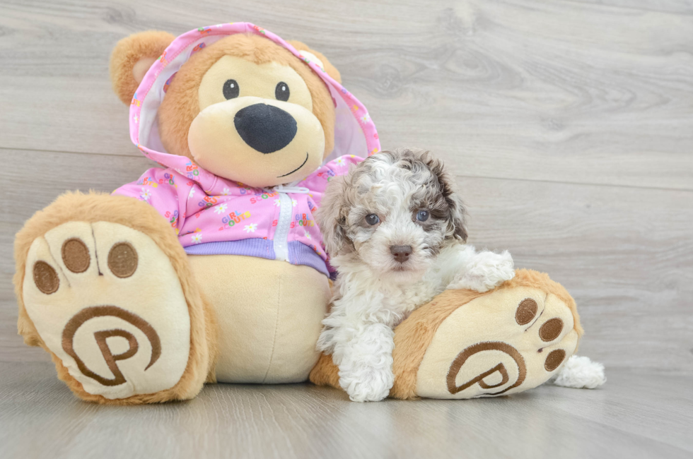 5 week old Poodle Puppy For Sale - Florida Fur Babies