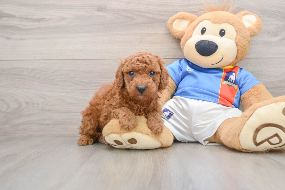 Poodle Pup Being Cute