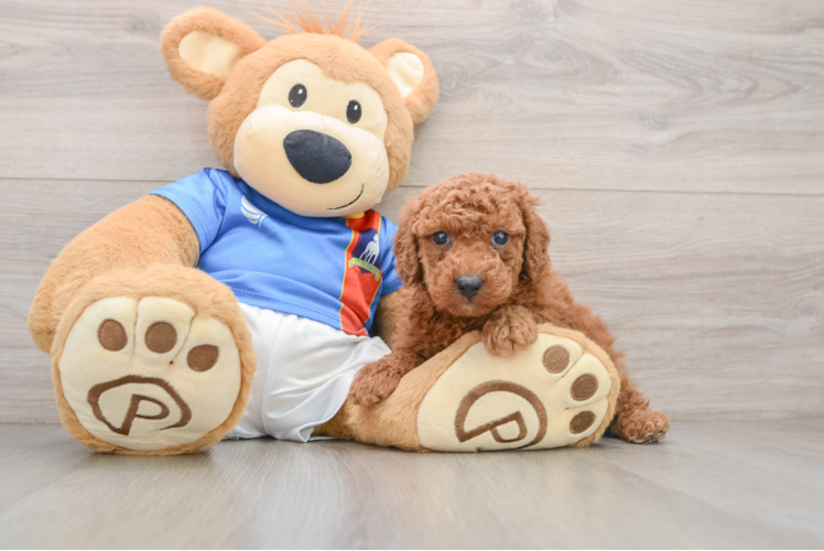 Poodle Puppy for Adoption