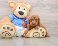 5 week old Poodle Puppy For Sale - Florida Fur Babies