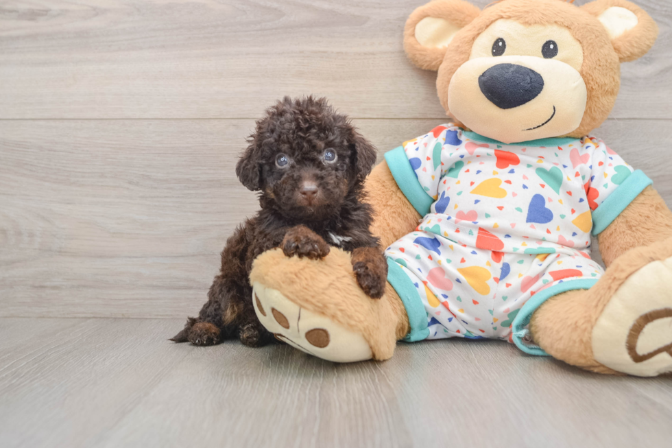 Poodle Puppy for Adoption