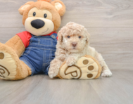 7 week old Poodle Puppy For Sale - Florida Fur Babies