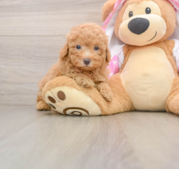 6 week old Poodle Puppy For Sale - Florida Fur Babies