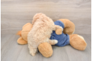Poodle Puppy for Adoption