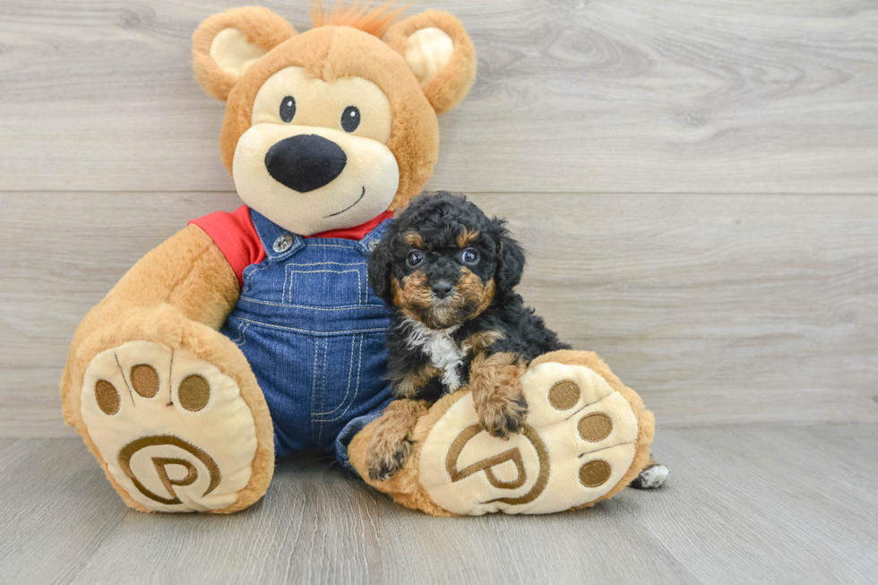 Smart Toy Poodle Purebred Puppy